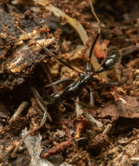 Leptogenys attenuata