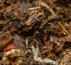 Leptogenys attenuata