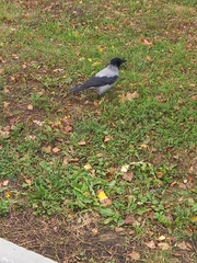 Corvus cornix