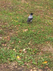 Corvus cornix