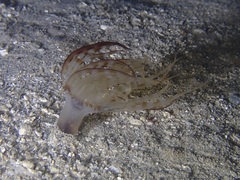 Isarachnanthus