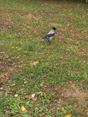 Corvus cornix