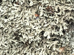 Xanthoparmelia stenophylla