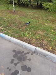 Corvus cornix