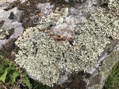 Xanthoparmelia stenophylla