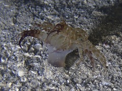 Isarachnanthus
