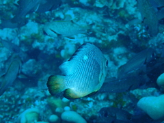 Dascyllus trimaculatus