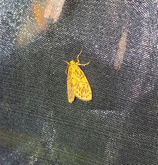 Miltochrista ashleigera