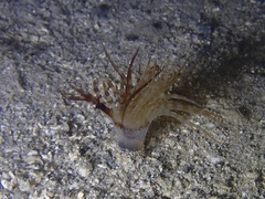 Isarachnanthus