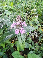 Stachys palustris