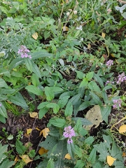 Stachys palustris
