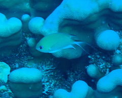 Pycnochromis amboinensis