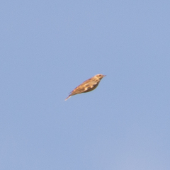 Lullula arborea