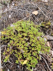 Thymus serpyllum serpyllum