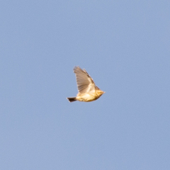 Lullula arborea