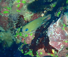 Pycnochromis amboinensis