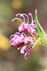 Grevillea sericea