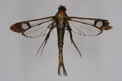 Carmenta angarodes