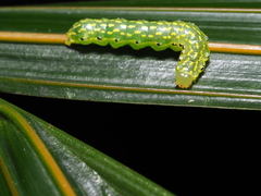 Austramathes purpurea