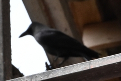 Corvus splendens