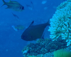 Pempheris vanicolensis