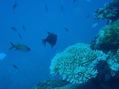 Pempheris vanicolensis