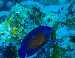 Centropyge bispinosa