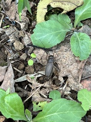 Loxoblemmus sylvestris