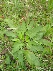 Salvia pratensis