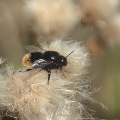 Bombus confusus