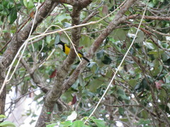 Pachycephala melanura