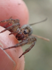 Trochosa