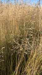 Deschampsia cespitosa