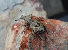 Microcerus