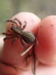 Trochosa