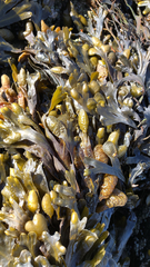 Fucus distichus