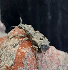 Microcerus