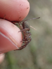 Trochosa