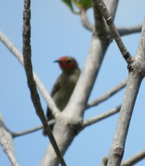 Myzomela erythrocephala