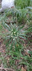 Cyperus alternifolius