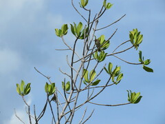 Myzomela erythrocephala