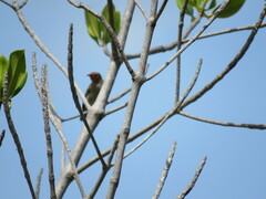 Myzomela erythrocephala