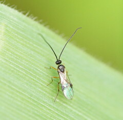 Braconidae
