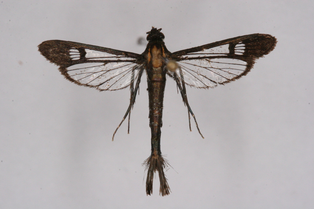 Carmenta angarodes