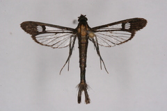 Carmenta angarodes