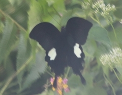 Papilio sataspes