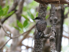 Eopsaltria pulverulenta