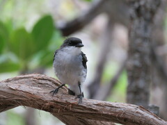 Eopsaltria pulverulenta
