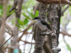 Eopsaltria pulverulenta