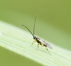 Braconidae
